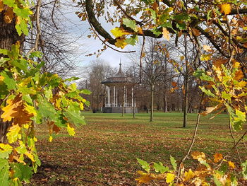 Trees growing in park during autumn