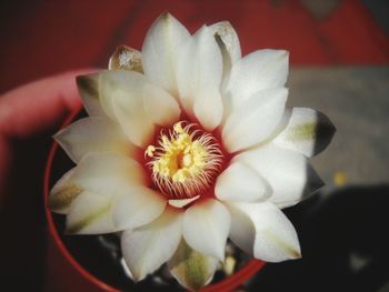 Close-up of white flowers