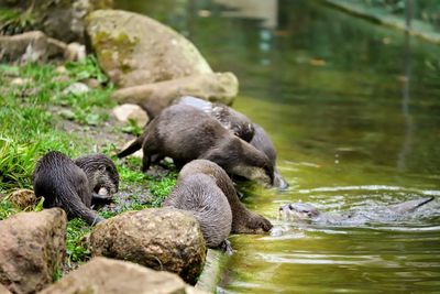 View of otter drinking water