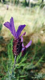 Close-up of purple crocus flower on field