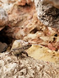 Close-up of lizard on rock