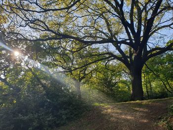 Sunlight streaming through trees in forest