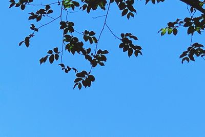 Low angle view of tree against clear blue sky