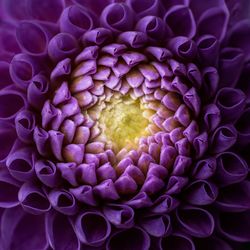 Close-up of purple flowering plant