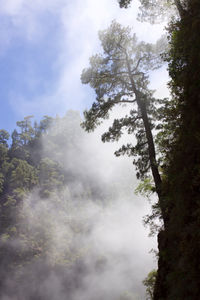 Low angle view of trees in forest against sky