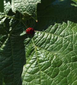 Close-up of ladybug on leaf