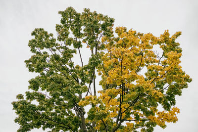 Low angle view of tree against clear sky