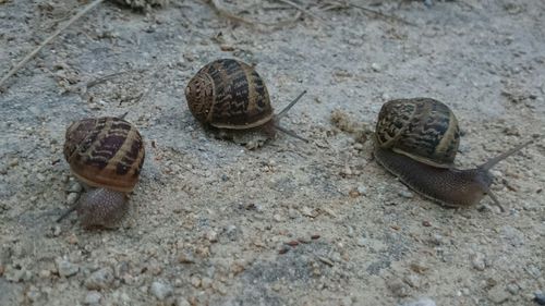 Close-up of snail on white surface