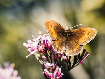 Close-up of butterfly pollinating on flower