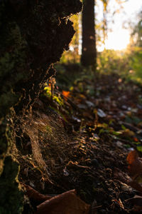 Close-up of tree trunk in forest