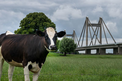 Cows standing in a field