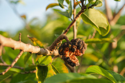 Close-up of fruit growing on tree