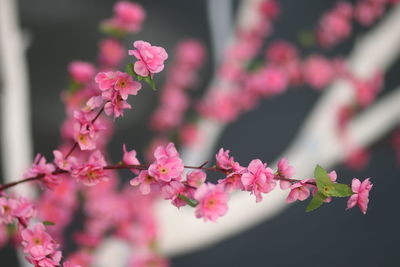 Close-up of pink flowering plant