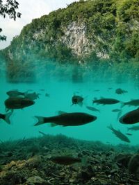 Fish swimming in sea