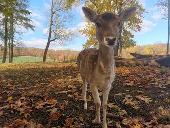 Portrait of a horse standing on field