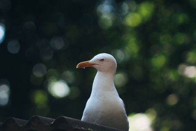 Close-up of seagull perching