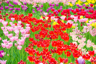 Full frame of red tulip flowers