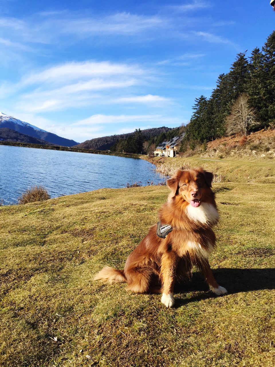 one animal, animal themes, mammal, domestic animals, pets, dog, sky, nature, mountain, day, grass, no people, water, sitting, cloud - sky, tree, outdoors, beauty in nature, full length