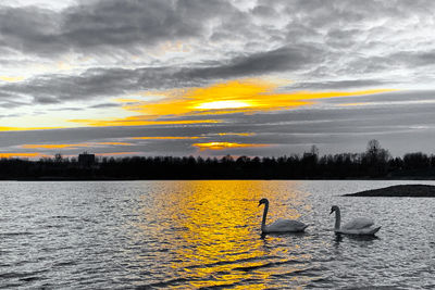 View of swans swimming in lake