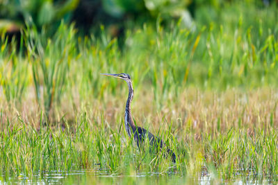 High angle view of gray heron on field