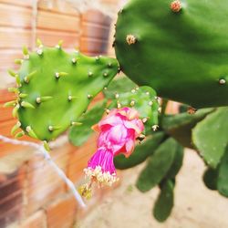 Close-up of pink flowering plant