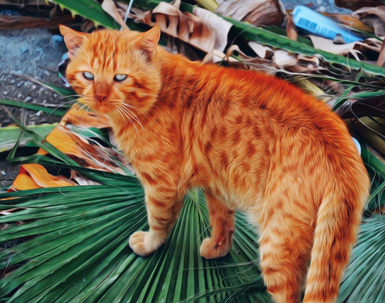 domestic cat, animal themes, cat, domestic animals, pets, one animal, mammal, feline, whisker, portrait, indoors, looking at camera, relaxation, orange color, brown, full length, sitting, no people, two animals