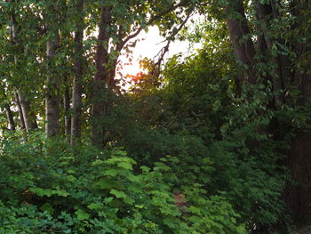 Trees in forest