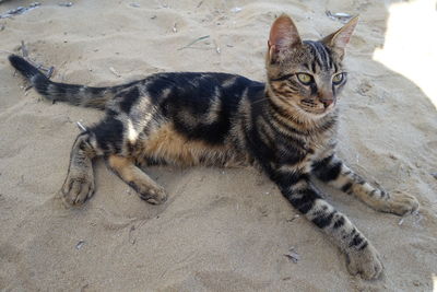 High angle view of tabby cat on sand