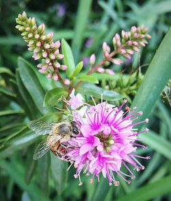 Close-up of bee pollinating on purple flower