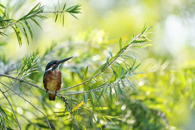Close-up of bird perching on branch
