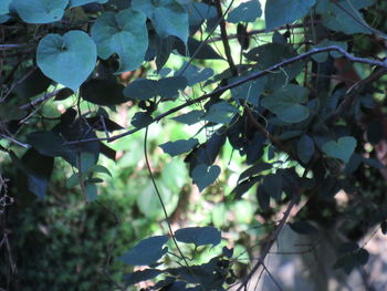 Close-up of fresh green leaves