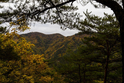 Trees in forest against sky