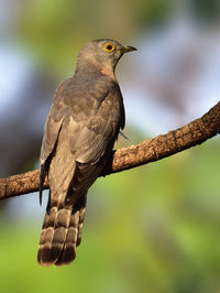 Close-up of bird perching on branch