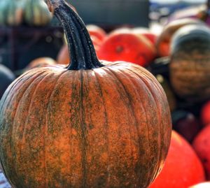 Close-up of pumpkins