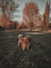 Dog on a field