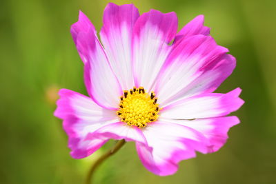 Close-up of pink cosmos flower