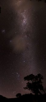 Low angle view of silhouette trees against sky at night