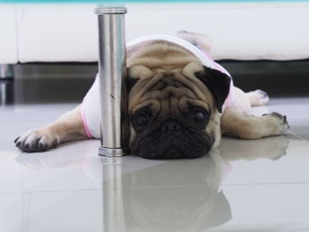 Portrait of pug dog on floor