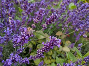 Close-up of bee on lavender flowers