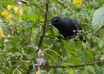 Close-up of bird perching on tree