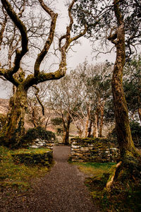 Footpath amidst trees against sky