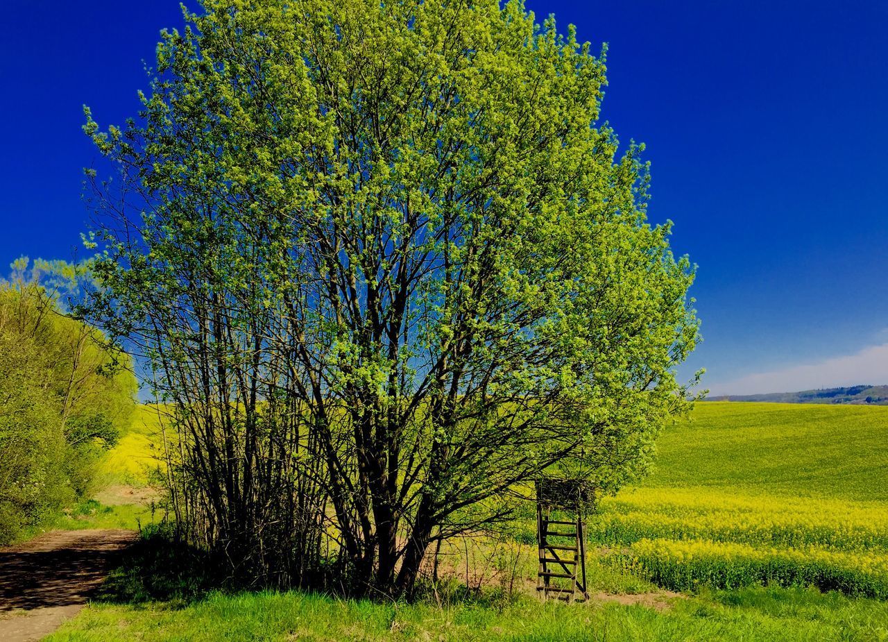 TREE ON FIELD AGAINST CLEAR SKY