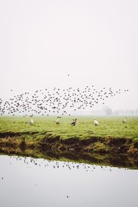 Flock of birds on grassy field against sky