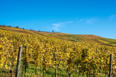 Scenic view of field against blue sky