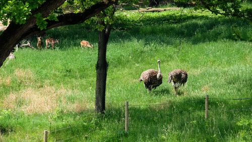 Sheep in a field