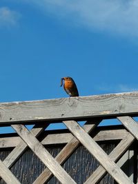 Low angle view of bird perching on roof against sky