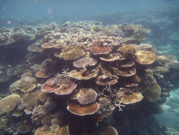 Close-up of coral in sea