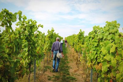 Rear view of man walking in farm against sky