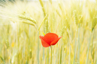 Close-up of poppy on field