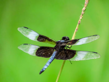 Dragonfly on stem over green water 